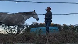 How Compassionate Horse Training Help Abused Horses Recover at Purejoyhorsehaven.org