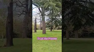 Growth Don't Happen Over Night! #running #training #trees #growth #mindset #goals #psychology