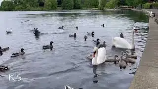 Short Film - Linlithgow Loch