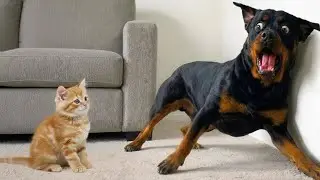 You Will Die Laughing At These Dogs Funny Dog Videos
