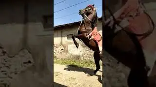 horse status new #animals #shorts #horseshort #viral