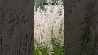 Kans Grass(Saccharum Spontaneum)| Wild Sugarcane | Kans Grass Flower | Kans Grass PNG |Kash Phool