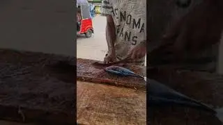 Have You Ever Eat Fresh Mackerel Tuna Like This?? | Mackerel Tuna Cutting Skills in Fish Market