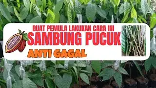 #Cara sambung pucuk anti gagal