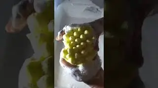 ASMR/sponge squeezing#asmrvideo#asmrspongesqueezing#relax#powder#foryou#squeezingsponges#асмр