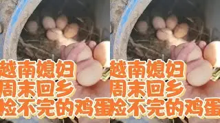 中越夫妇在乡下做副业已经看到成果，每天捡不完的鸡蛋是什么体验 #散养土鸡蛋 #土鸡蛋 #捡鸡蛋 #越南媳妇 #外国媳妇在中国