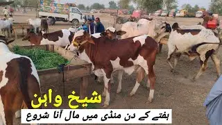 Sheikhwan Mandi Hafty K Dan Mall Ana Start | @MandiBoy8080 | Zeeshan Khan