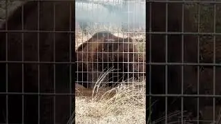 Lonely bear got sneeze