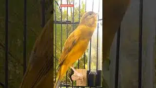 Canary Singing l Calm Nature #canarybirds #canarysinging#shorts #naturesounds