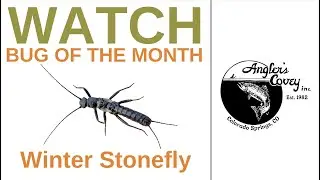 BUG OF THE MONTH - Winter Stoneflies With Phil Tereyla