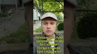 Фацелия, рожь, горчица, овес &ndash; сидераты для вашего огорода