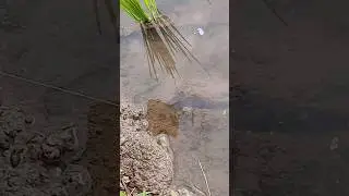 #pemancingjunior99#elfishing #eel #mancingmania #belutsawah