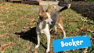 Pet of the Week: Booker