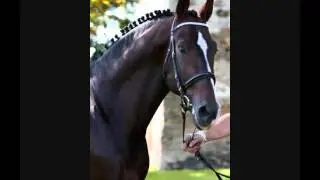 stallion 