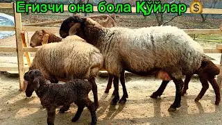 Йош егизакчи она бола қўйлар🔥 Шароп полвон фермаси Фарғона