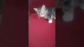 little kitty trying to jump first time