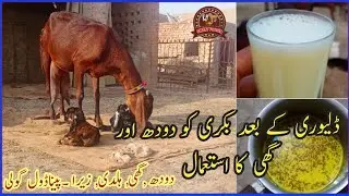 Use milk and ghee for goat after delivery/Goat feed after delivery/Feed goat after delivery