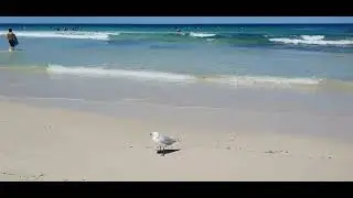 Australia 🇦🇺 Beach ,cleanest & crystal clear water 
