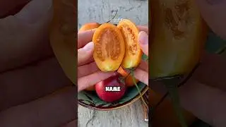Tomato vs Tree Tomato (Tamarillo) | Same Name, Different Fruit
