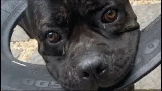 Cane Corso Monstro do Pântano  está ao vivo!