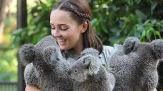 THREE KOALA CUDDLE! | The Australian Reptile Park