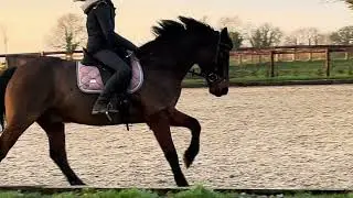 Dressage training 