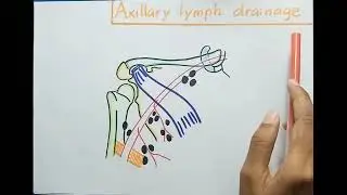 Do u know the 5 groups of AXILLARY LYMPH NODES? 