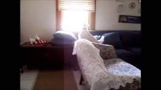 Katie the Singing Scottie