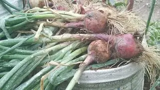DUHINGE IBITUNGURU BYA ONYO MU MIFUKA BYERA NEZA (how to grow onions in containers at home)