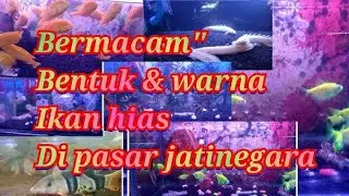 🔵 Beraneka Ragam Bentuk Dan Warna Ikan Hias Di Pasar Jatinegra Guys