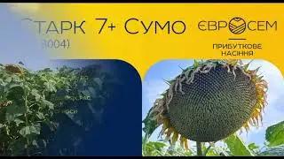 Старк 7+ Сумо (NS 8004)