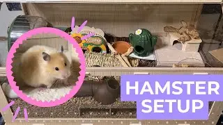 Natural Hamster Setup in a HUGE Cage - Plus watch them explore for the 1st time!