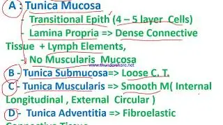 2 1 A histology by Dr hamidi L 9