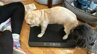 Pet scale - weigh you small to medium pet at home!