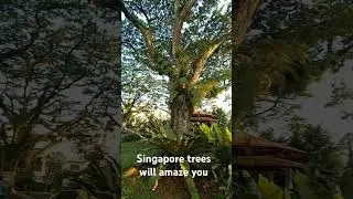 Singapore beatiful trees .greener than green #singapore #tree #youtubeshorts #ytshortsvideo