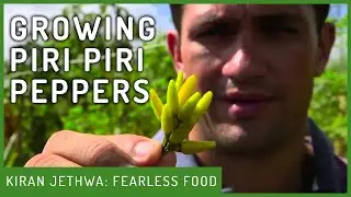 Growing Piri-Piri Peppers | Fearless Food | Kiran Jethwa