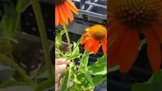 Deadheading Coneflowers