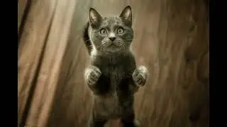 Cat Caterwauling Meow Sound Effect