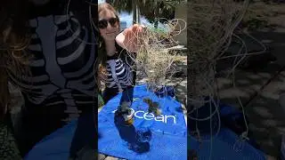 How to Remove Fishing Line from the Reef #diveagainstdebris #cleantheocean #pickuptrash #fishingline