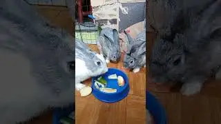 #treattime 🥰🐰&hearts;️🍎🍏