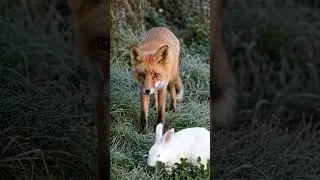 Will the Fox Catch the Rabbit?