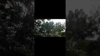 Chirping and singing birds, Coorg, Karnataka