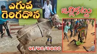 ఎగువ గెరిగదొన పశువుల పండగ 🔥 01/02/2026 Eguva Gerigadona Jallikattu 🤩 Traditional Eddula Pandaga 🤯