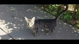 Big cat eats the food with appetite, little cat gets scared and meows from afar