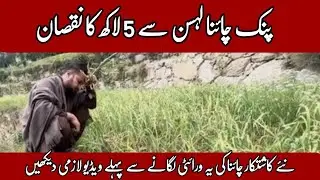 Lehsen China Pink Ki Kasht sy Nuqsan Ho Gya | China Gulabi Lehsan Farming
