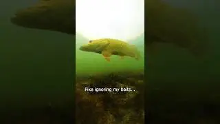 Fishermen&rsquo;s favorite bird 🤦&zwj;♂️ #pike #fishing #underwater