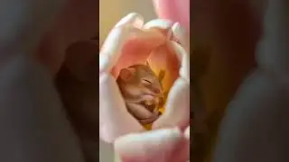 Sleeping Baby Harvest Mouse in a Tulip 🌷 | #Shorts #AI #HarvestMouse #Cute #Macro