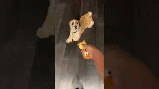 Dog gets angry at toy chicken