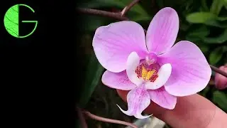 The first orchids of spring • Cattleya growth surge • 7 March 2020