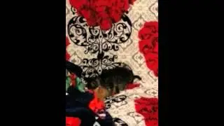 Бои без правил